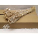 Dried Lagurus Natural (100g) 70cm (pk)