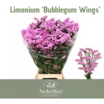 Limonium Parkjuur S Bubblegum Wings 80cm