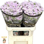 Limonium Parkjuur S Sunday Pink 80cm