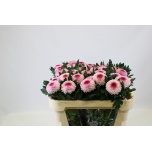 Chrysanthemum Krüsanteem BL Lipgloss*10