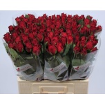 Roos 60cm Madam Red (Agri Lake)