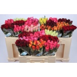 Roos 50cm MIX in bucket (Agri Flowers)
