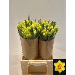 Narcissus Nartsiss peony narciss