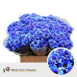 Chrysanthemum Krüsanteem SP Kennedy Northern Lights*5