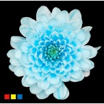 Chrysanthemum Krüsanteem SP Altaj paint Pastel Blue*5