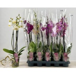 Phalaenopsis Kuuking mix 12cm h65 3õv