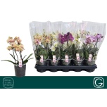 Phalaenopsis Kuuking mult mix 4 colours 12cm h30