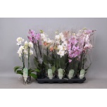 Phalaenopsis Kuuking Multiflora 12cm