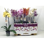 Phalaenopsis Kuuking mix 12cm h60