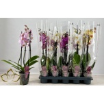Phalaenopsis Kuuking mix 12cm h65 3õv