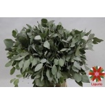 Eucalyptus Populus 60cm