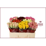Roos 50cm MIX in bucket (Pride of Africa)