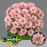 Chrysanthemum Krüsanteem SP Resq Salmon*5