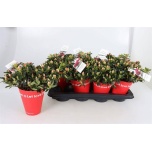 Rhododendron Asalea 12cm