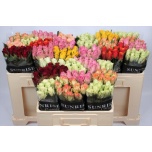 Roos 50cm mix Sunrise