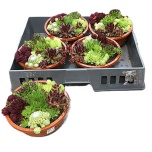 Sempervivum Mägisibul mix 19cm