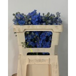 Delphinium Kukekannus Centurion Skyblue 50cm