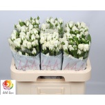 Kobarroos 60cm Snow Bubbles