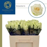 Roos 50cm Snowstorm (Zuurbier)
