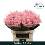Solidago paint Light Pink