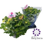Hydrangea Hortensia macr Table Tensia Pink 23cm