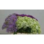 Trachelium mix in bucket 50cm