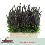 Veronica Amalia 60cm