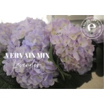 Hydrangea Hortensia Vervain extra 60cm*1