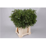 Pistacia Pistaatsia 50cm (pk)