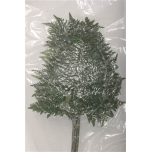 Leatherleaf Nahkleht EXTRA VACUUM 60-65cm (pk)