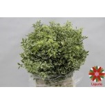 Pittosporum Nigra 50cm (pk)