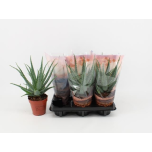 Aloe arborescens 12cm