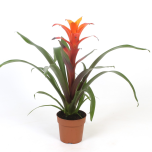 Guzmania variada 12cm