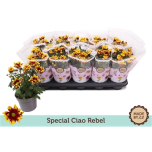 Chrysanthemum Ciao Rebel 12cm