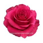 R GR HOT FLAME 70CM (MQ)