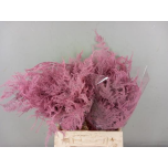 Asparagus värvitud Pink Roosa 45cm tk