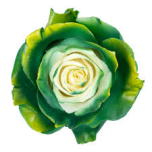 EC Roos 60cm paint Natural Dark Green Yellow
