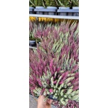 Calluna vulg Kanarbik Garden Girls ´Twin Girls´ 11cm GER (10tk alusel)