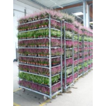 Calluna vulg Kanarbik "Garden Girls" 10.5cm GER (10tk alusel)