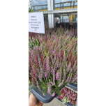 Calluna vulg Kanarbik ´Trio Girls´ 12cm GER (8tk alusel)