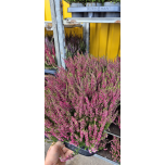 Calluna vulg Kanarbik "Garden Girls" 10cm GER (15tk alusel)