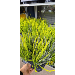 Calluna vulg Kanarbik ´Sunset Girls Trios´ XL 12cm GER (8tk alusel)