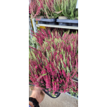 Calluna vulg Kanarbik Garden Girls ´Twin Girls´ 12cm GER (8tk alusel)