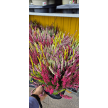 Calluna vulg Kanarbik Garden Girls ´Quattro-Girls` 17cm GER (6tk alusel)