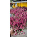Calluna vulg Kanarbik ´Garden Girls´ MIX 11cm GER (10tk alusel)