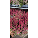 Calluna vulg Kanarbik ` Garden Girls ` MIX 12cm GER (8tk alusel)