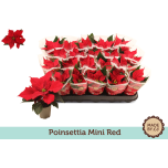 Euphorbia pulch Jõulutäht Christmas Feelings 6cm