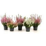 Calluna vulg Kanarbik ´Mix´ 9cm GER (15tk alusel)