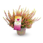 Calluna vulg Kanarbik `Golden Angie` 12cm GER (8tk alusel)