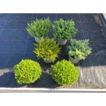 Hebe P 11CM MIX GER (15tk alusel)